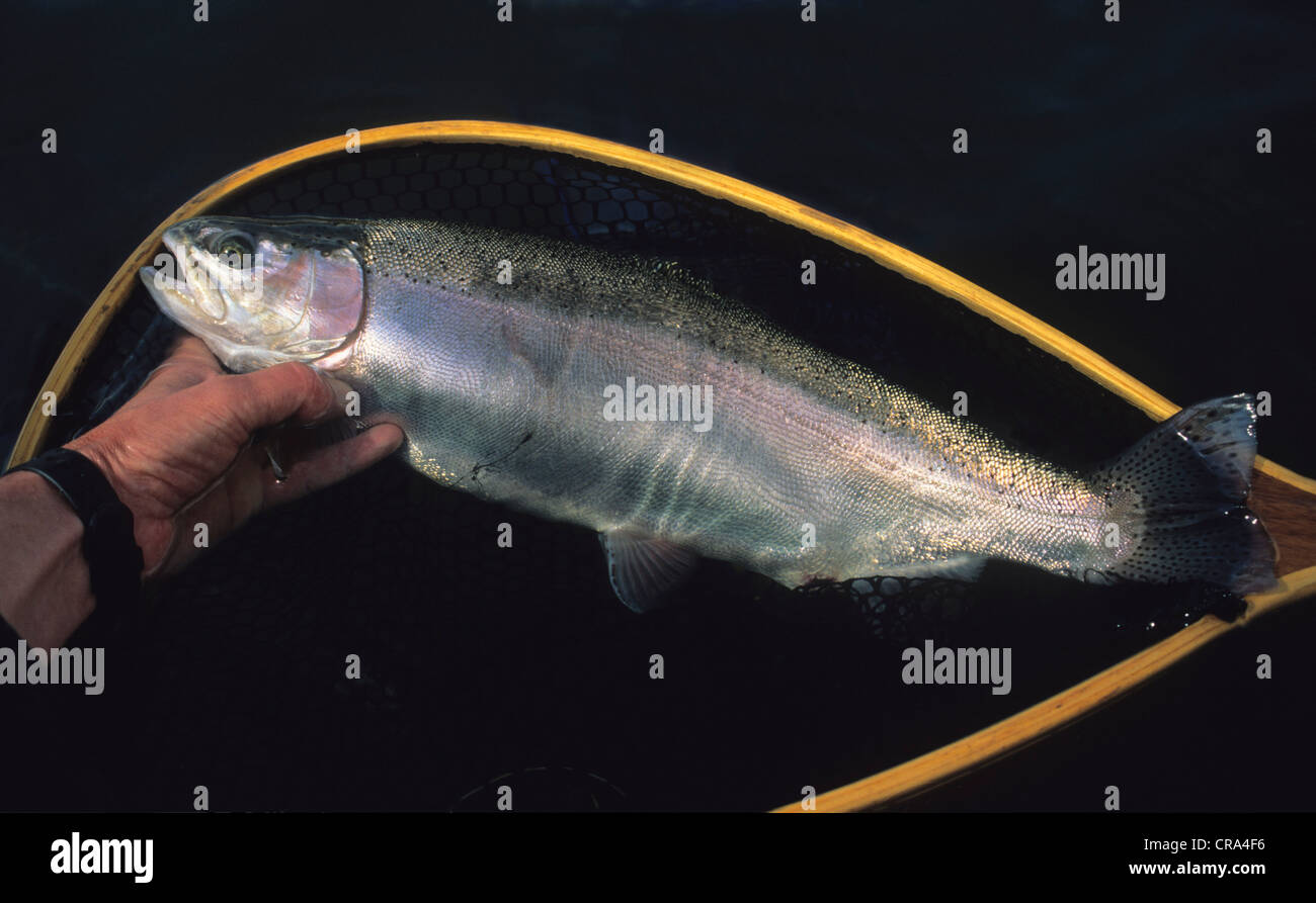 Pesca alla trota, 2kg di trota iridea (Oncorhynchus mykiss) in landing net, Drakensberg, sud africa Foto Stock
