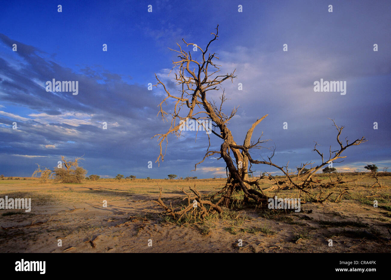 Morto albero camelthorn e storm sky, kgalagadi parco transfrontaliero, il Kalahari, sud africa Foto Stock