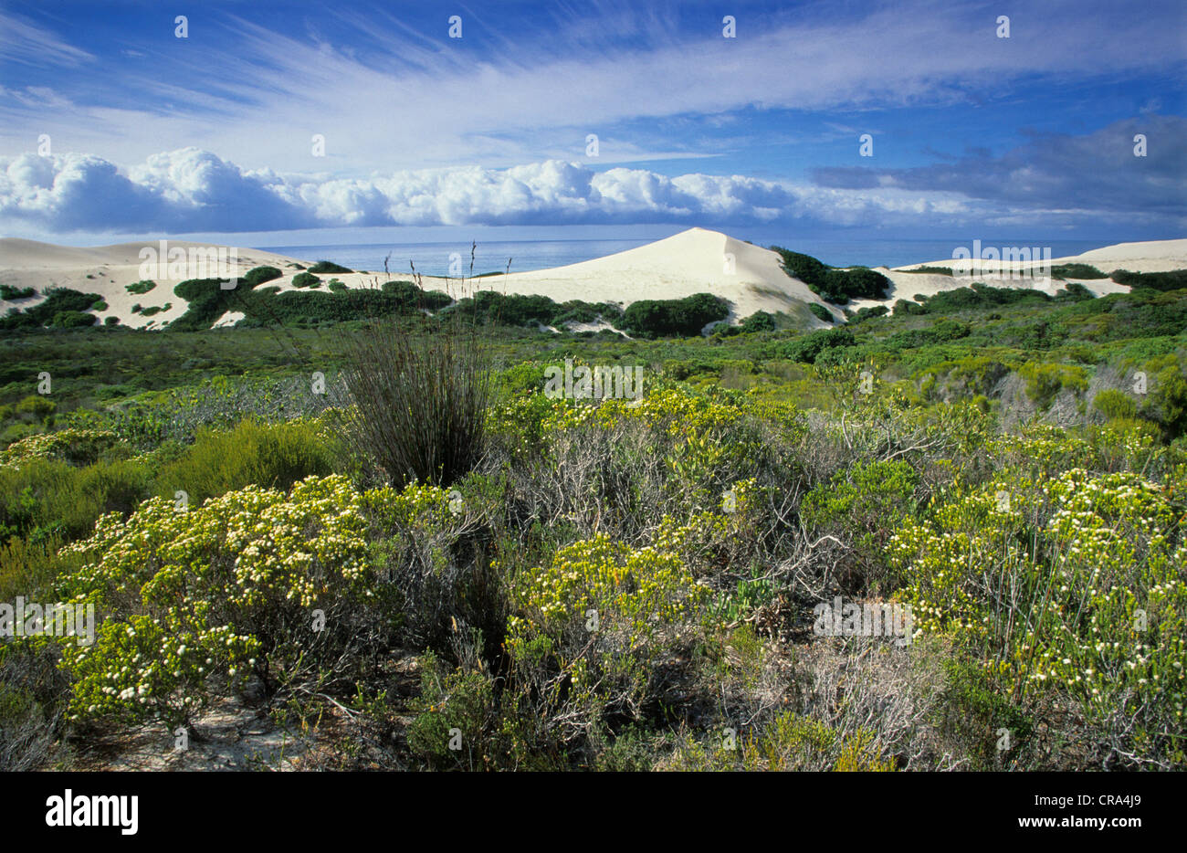 Dune costiere e fynbos flora, De Hoop riserva naturale, Western Cape, Sud Africa Foto Stock