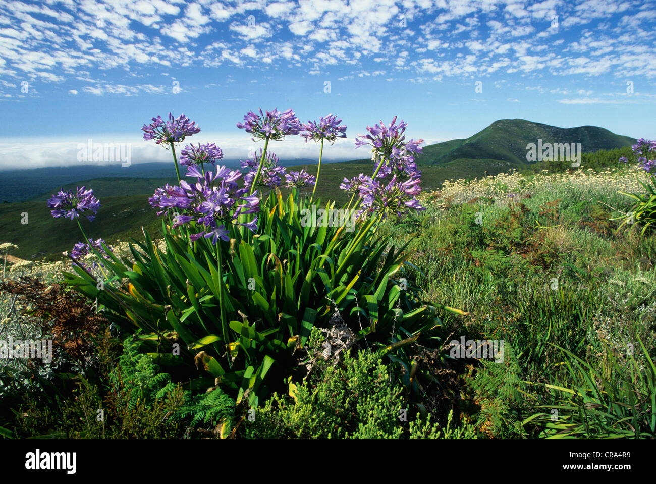Agapanthus (agapanthus praecox), fynbos flora, Mossel Bay, capo del sud, sud africa Foto Stock