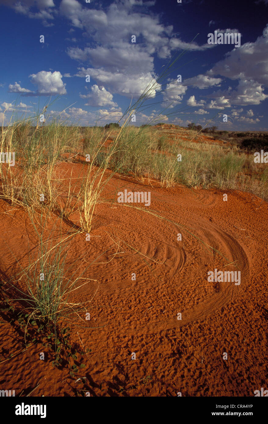 La scena del Kalahari, dune ridge, soffiata dal vento erbe creano modelli in sabbia, kgalagadi parco transfrontaliero, Sud Africa e Africa Foto Stock