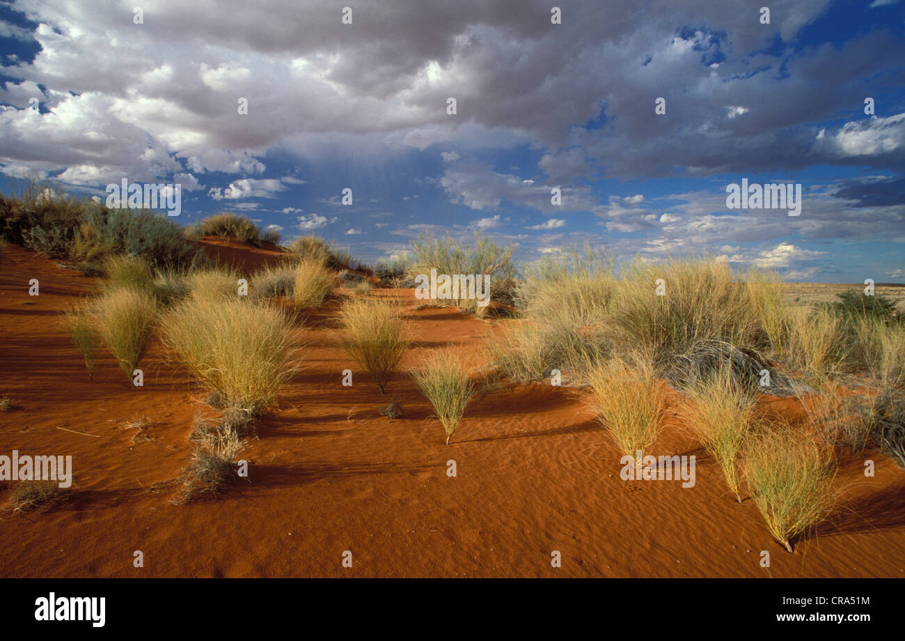 Kalahari scena, dune rosse e tempesta cielo a twee rivieren, kgalagadi parco transfrontaliero, Sud Africa e Africa Foto Stock