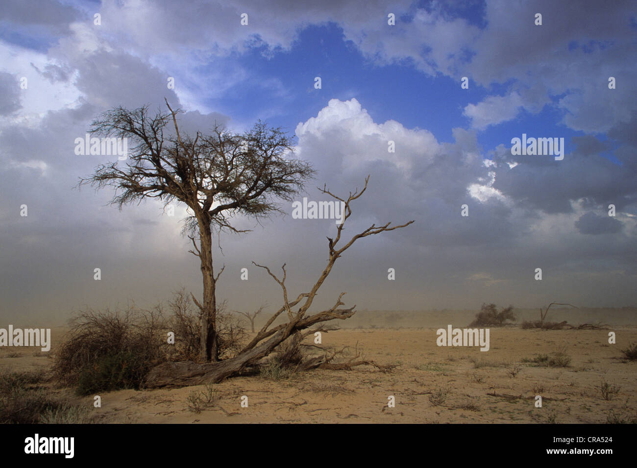 Kgalagadi parco transfrontaliero, storm sky e la tempesta di sabbia, il Kalahari, Capo Settentrionale, Africa del sud, africa. Foto Stock