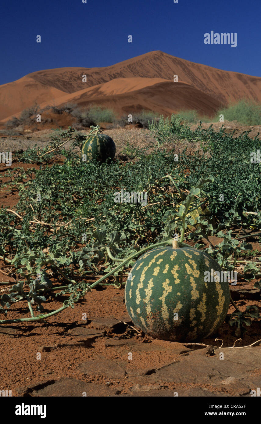 Namib Desert scena, tsamma meloni (citruilius ecirrhosus), Namib Naukluft Park, Namibia, Africa Foto Stock