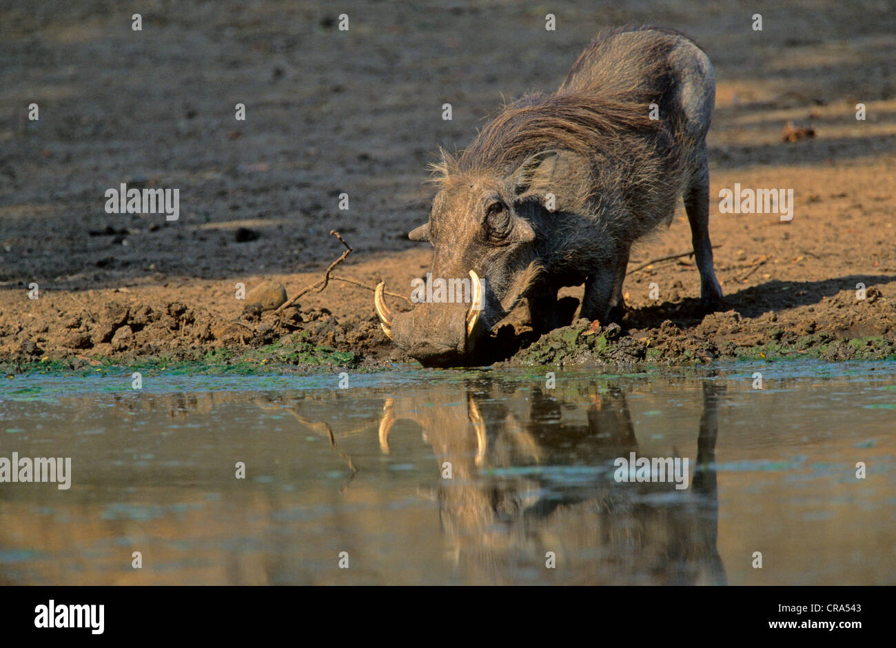 Warthog (phacochoerus aethipicus), grande maschio, Kruger National Park, Sud Africa e Africa Foto Stock