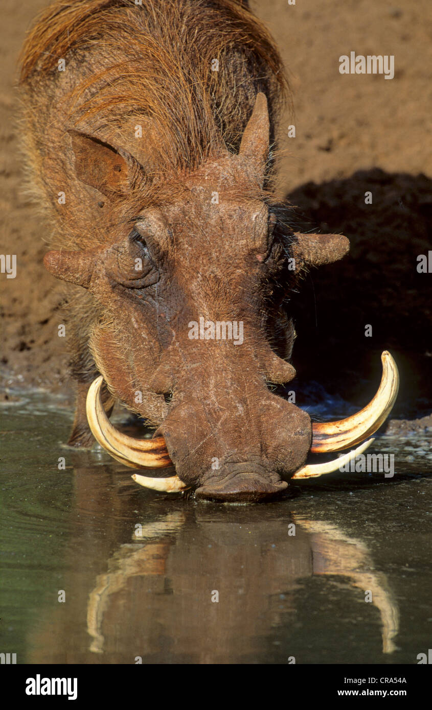 Warthog (phacochoerus aethipicus), grande maschio, mkuze Game Reserve, kwa-Zulu Natal, Sud Africa e Africa Foto Stock
