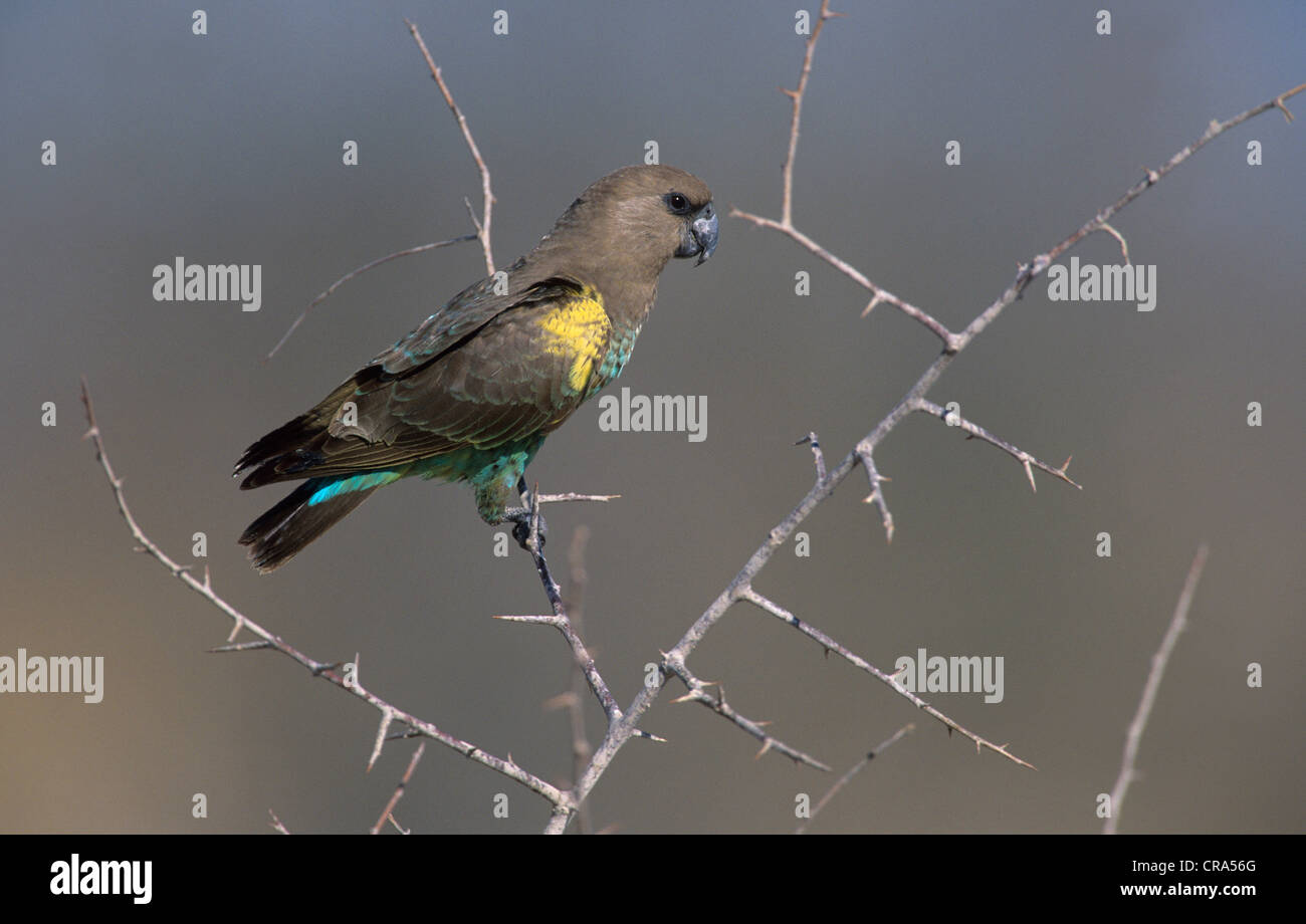 Meyer, Parrot (poicephalus meyeri), il parco nazionale di Etosha, Namibia, Africa Foto Stock