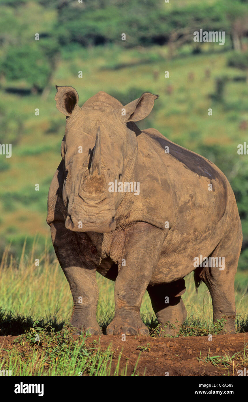 White Rhino (Ceratotherium simum), hluhluwe-umfolozi park, zululand, Sud Africa e Africa Foto Stock