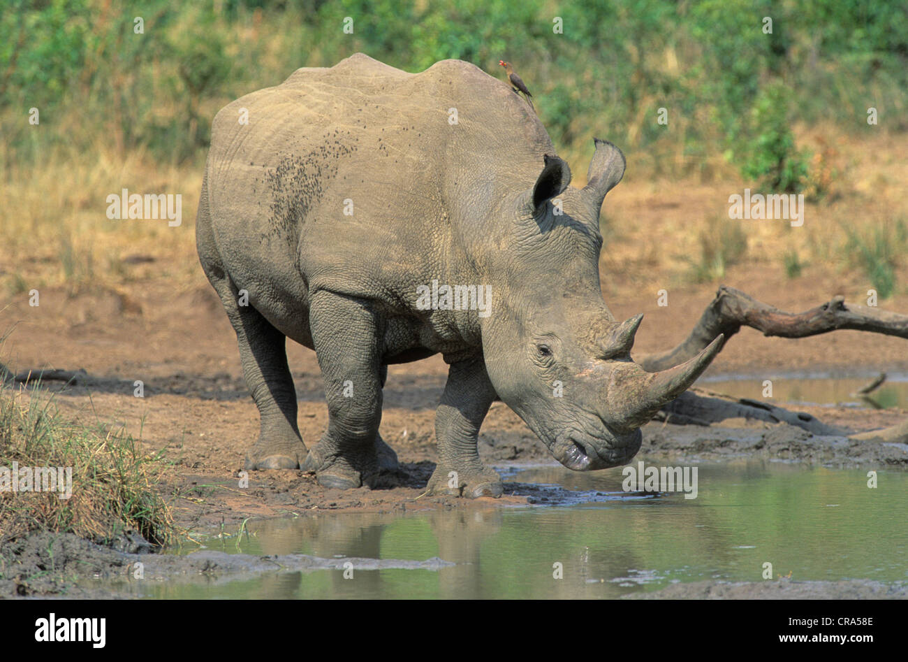 White Rhino (Ceratotherium simum), bere a waterhole, hluhluwe-umfolozi park, zululand, Sud Africa e Africa Foto Stock