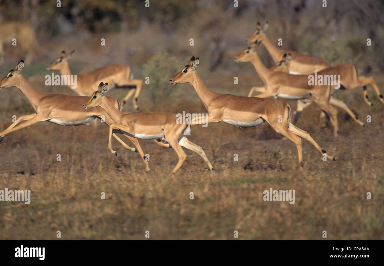 Impala (aepyceros melampus), allevamento in esecuzione dal predatore, Kruger National Park, Sud Africa Foto Stock