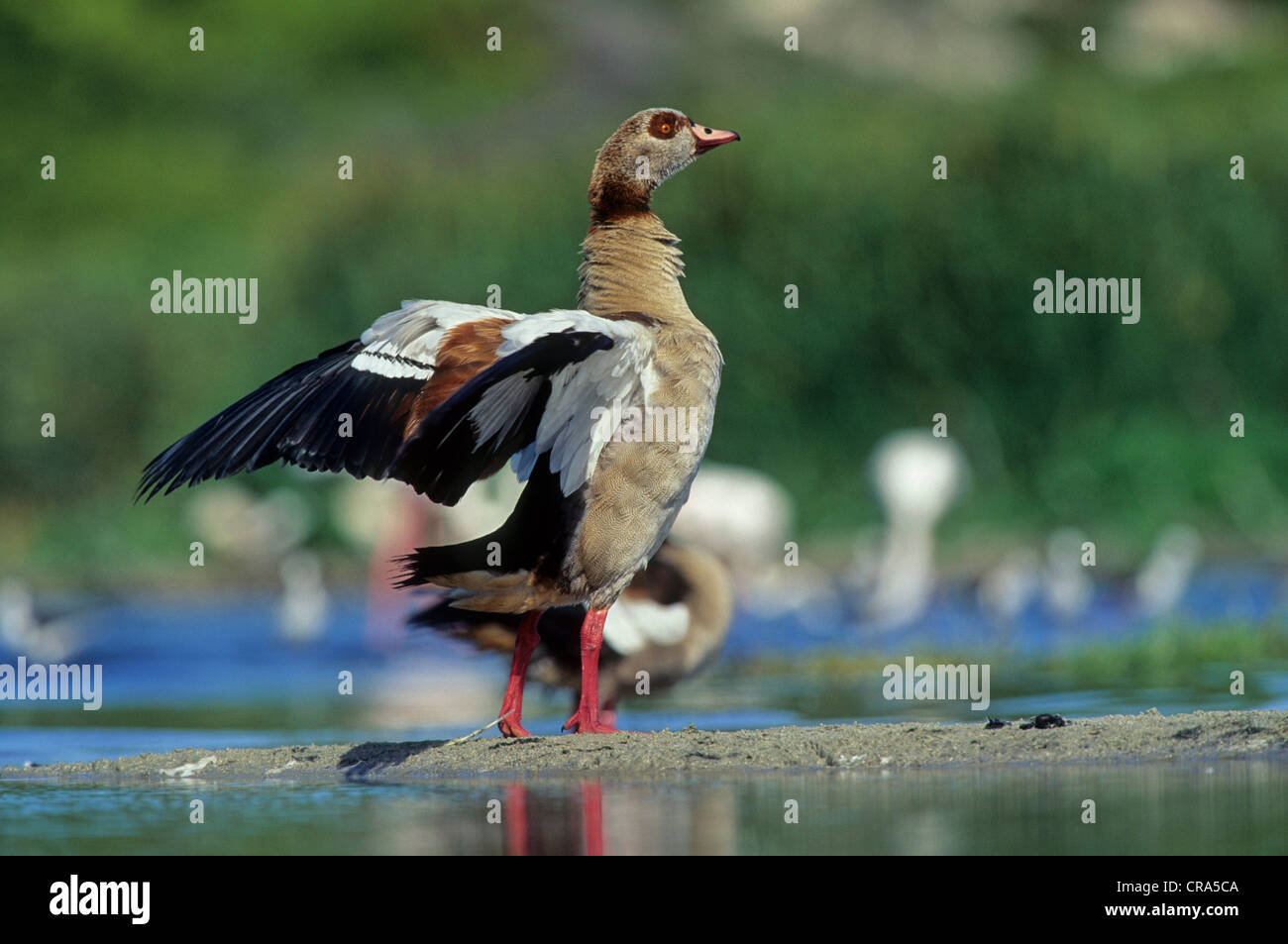 Oca egiziana (alopochen aegyptiacus), display territoriale, Western Cape, Sud Africa Foto Stock