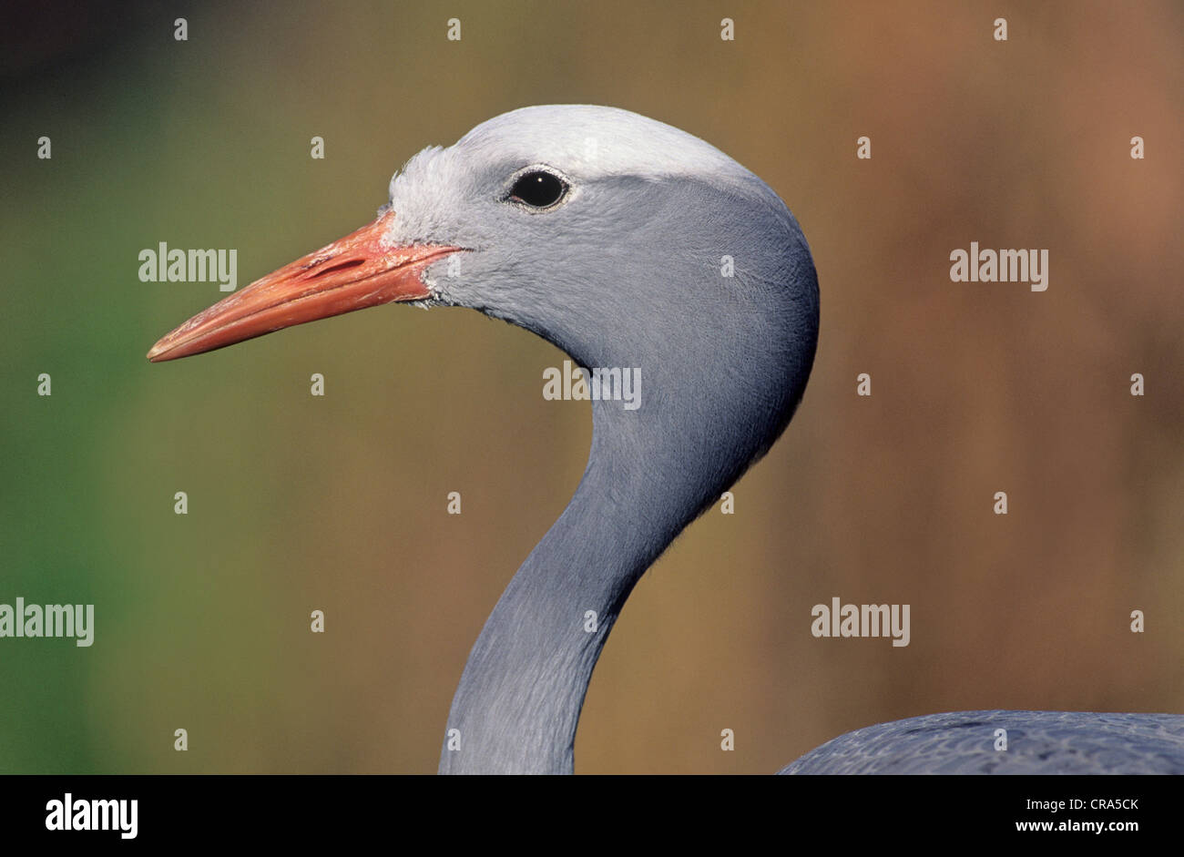 Blue Crane (anthropoides paradisaea), specie in via di estinzione, kwazulu-natal, sud africa Foto Stock