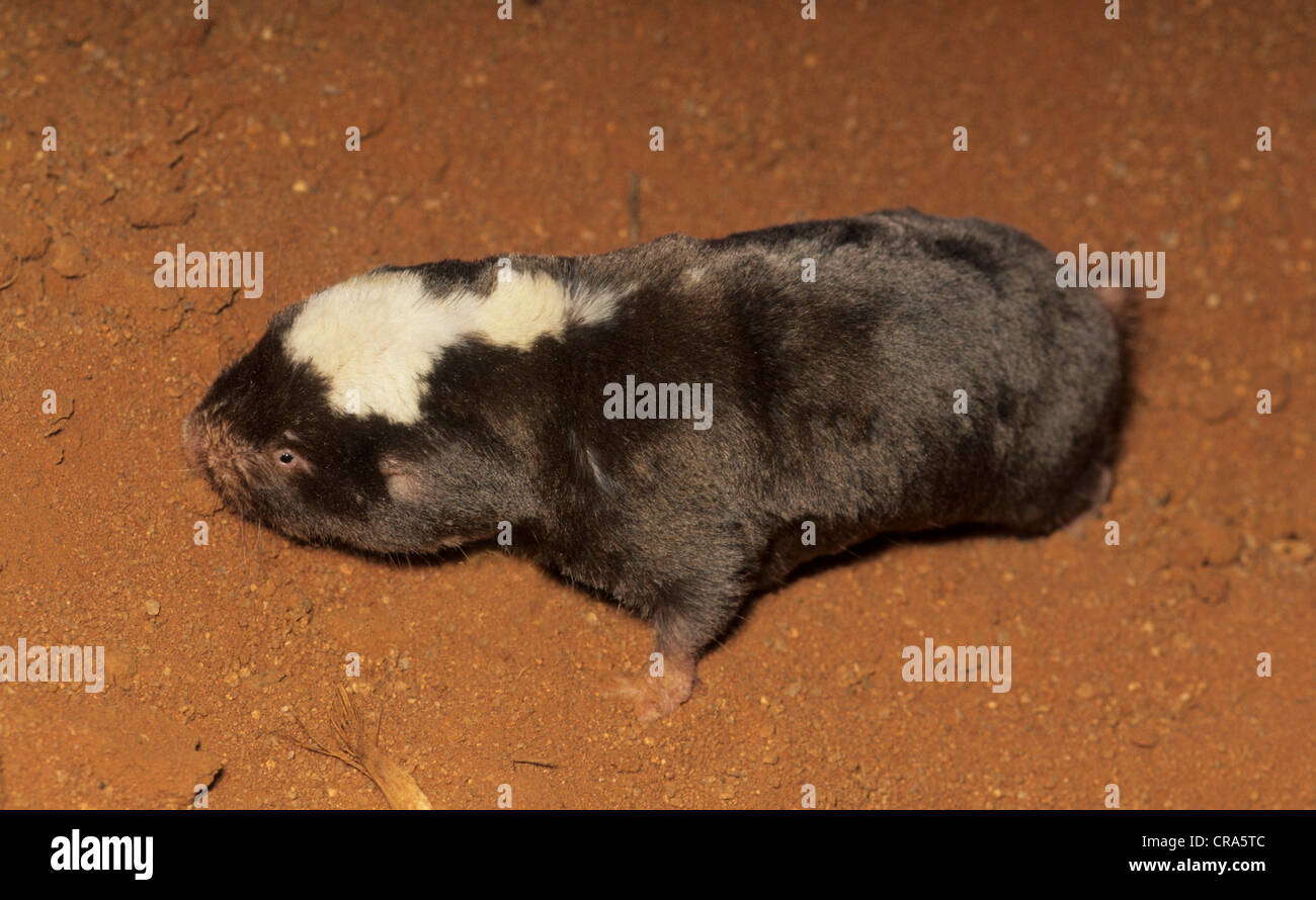 Damaraland mole di ratto o di damaraland blesmol (cryptomys damerensis), Northern Cape, Sud Africa e Africa Foto Stock