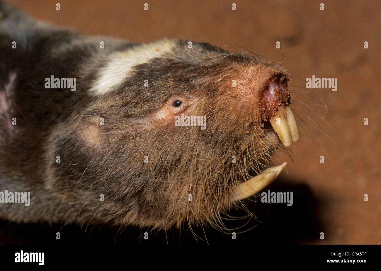 Damaraland mole di ratto o di damaraland blesmol (cryptomys damerensis), Northern Cape, Sud Africa e Africa Foto Stock