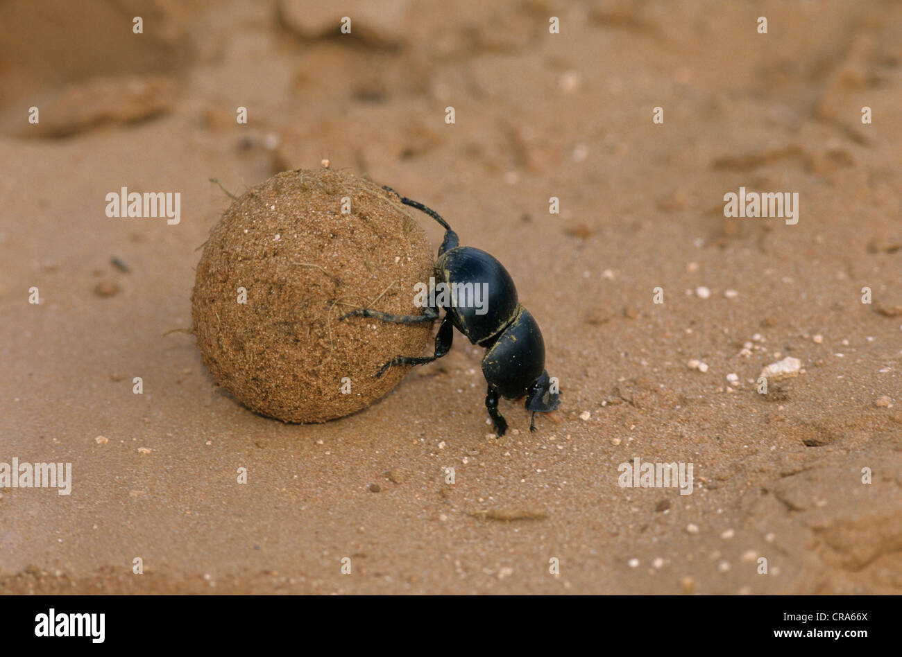Flightless dung beetle (circellium bacchus), Addo Elephant national park, Sud Africa e Africa Foto Stock