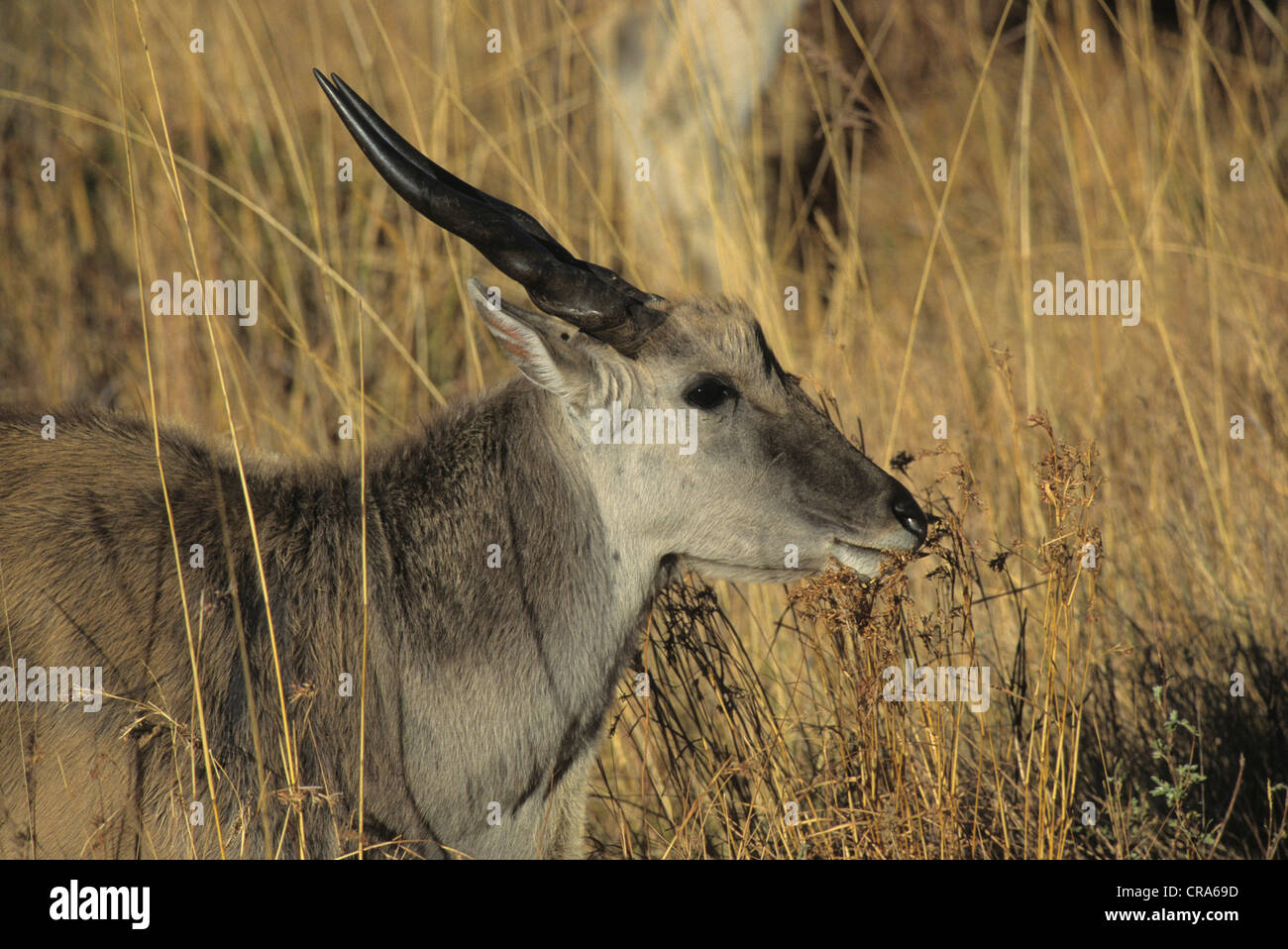 Eland (taurotragus oryx), il pascolo, Drakensberg, kwazulu-natal, Sud Africa e Africa Foto Stock