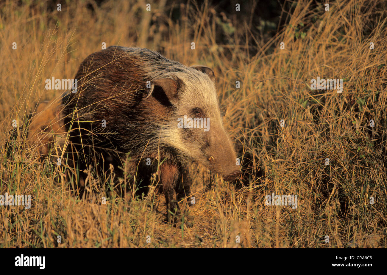 Bushpig o red river hog (Potamochoerus porcus), Kruger National Park, Sud Africa e Africa Foto Stock
