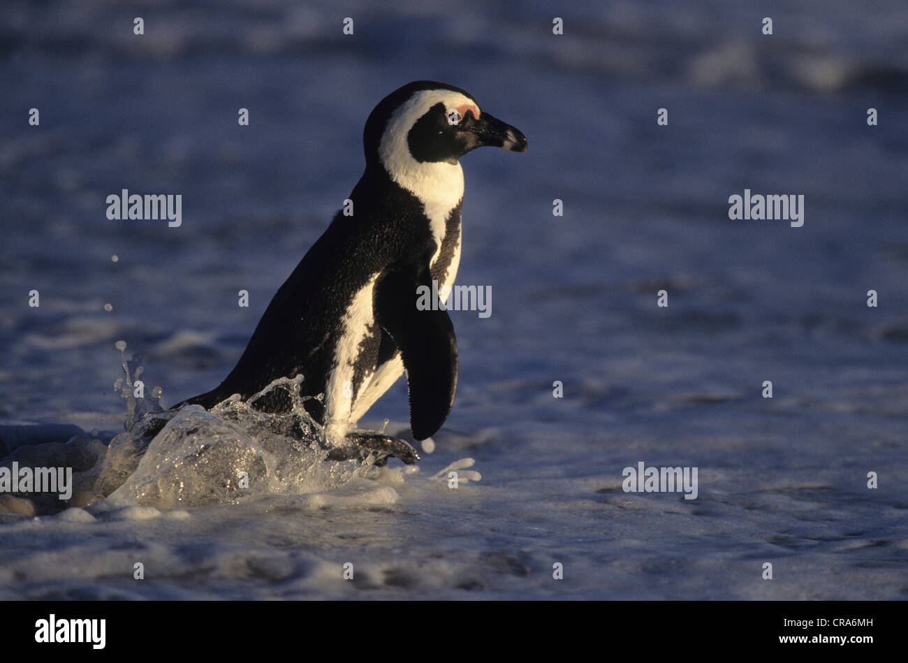 Pinguino africano (Spheniscus demersus), Boulders Beach, Simon's Town, Sud Africa e Africa Foto Stock