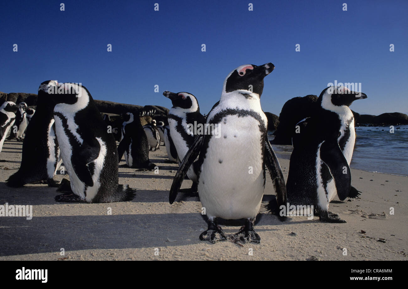 Penguine africana (Spheniscus demersus), Boulders Beach, Simon's Town, Sud Africa e Africa Foto Stock