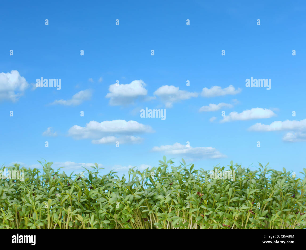 Il crescione contro il cielo blu con nuvole Foto Stock