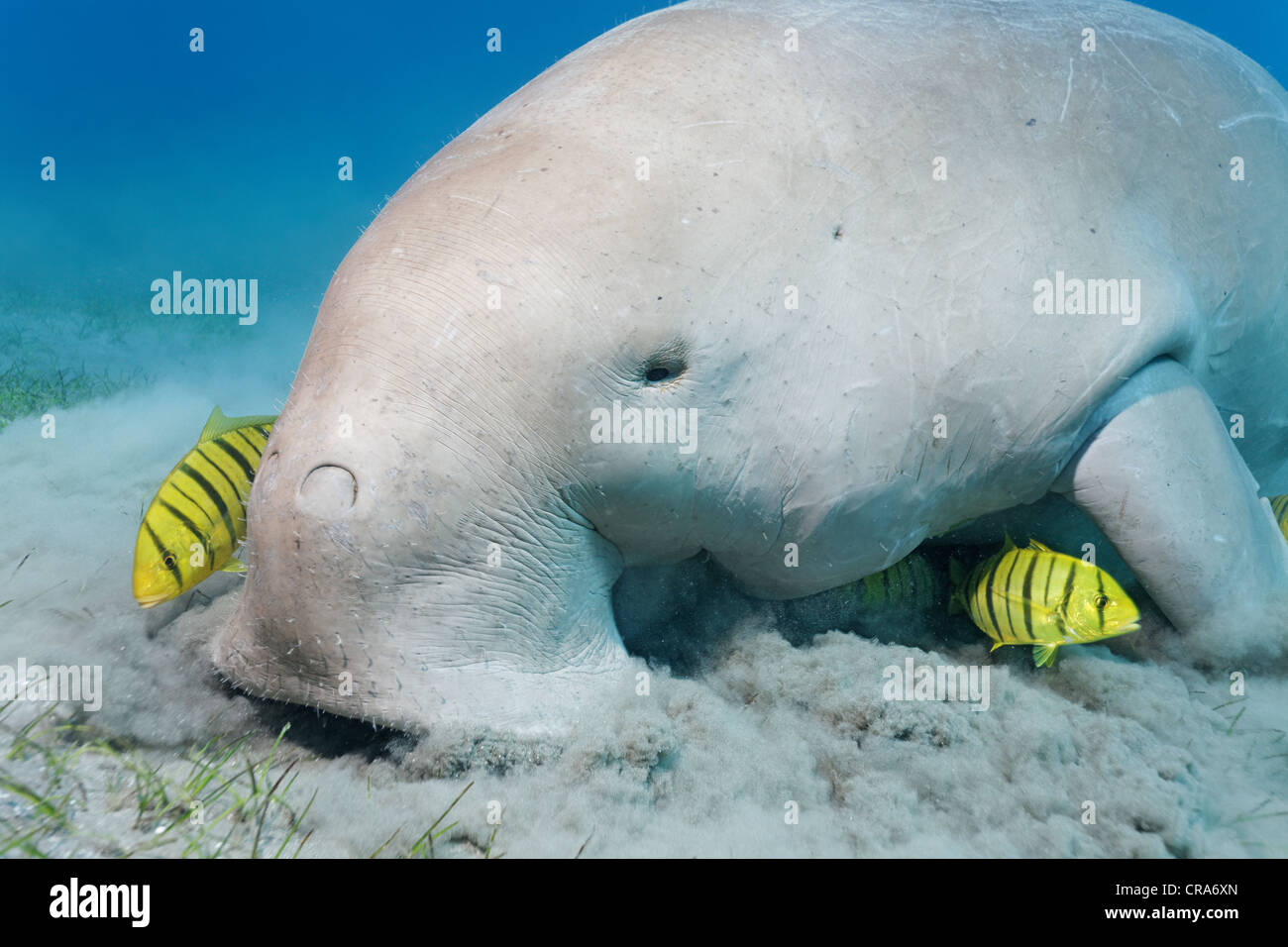 Dugong (Dugong dugon) alimentazione sul letto di fanerogame, con Golden Trevallys (Gnathanodon speciosus), la Grande Barriera Corallina Foto Stock