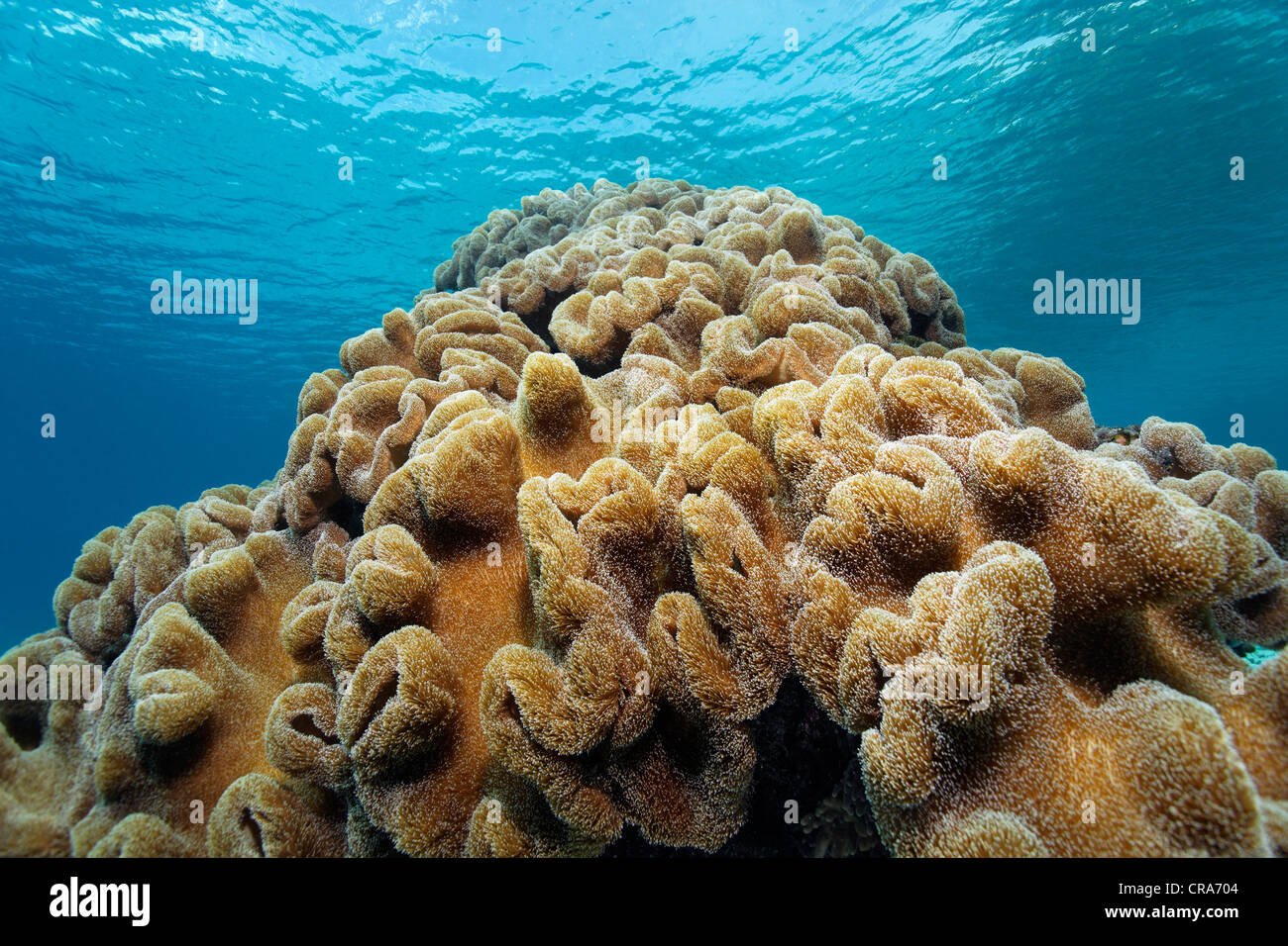 Corallo pelle (Sarcophyton sp.) al Coral reef, della Grande Barriera Corallina, Sito Patrimonio Mondiale dell'UNESCO, , Australia e del Pacifico Foto Stock