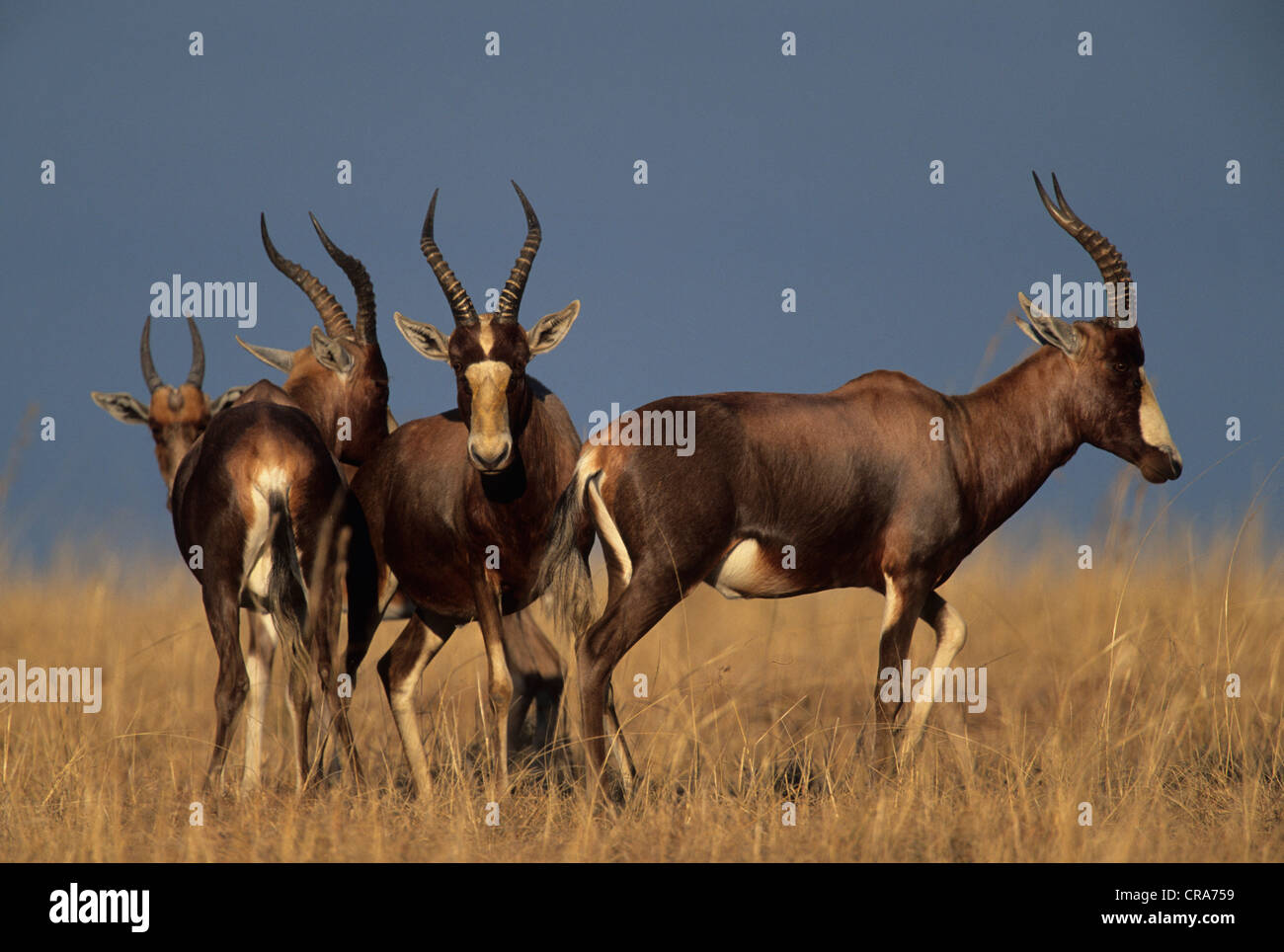 Blesbok o blesbuck (damaliscus pygargus phillipsi), midmar Game Reserve, Sud Africa e Africa Foto Stock