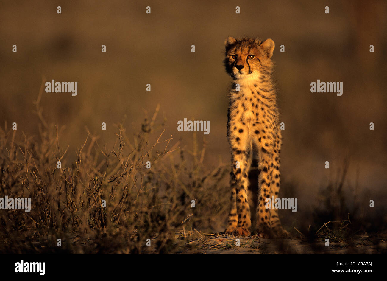 Ghepardo (Acinonyx jubatus), cub kgalagadi parco transfrontaliero, il Kalahari, Sud Africa e Africa.restrizione: non possono essere utilizzati Foto Stock