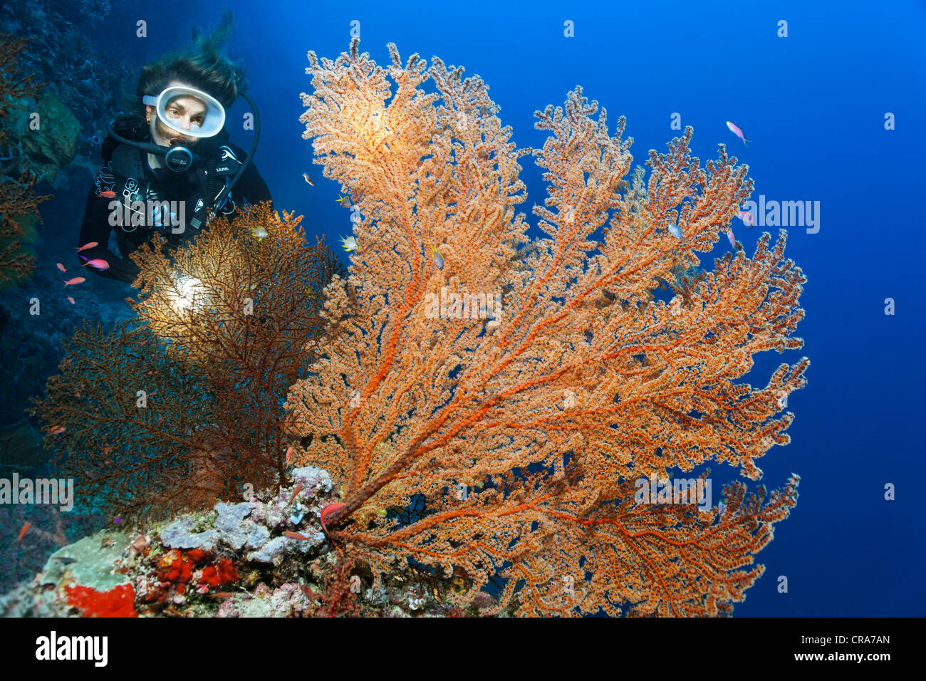 Subacqueo con torcia guardando un mare rosso ventola (Plexauridae) al Coral reef, della Grande Barriera Corallina, Sito Patrimonio Mondiale dell'UNESCO, Foto Stock