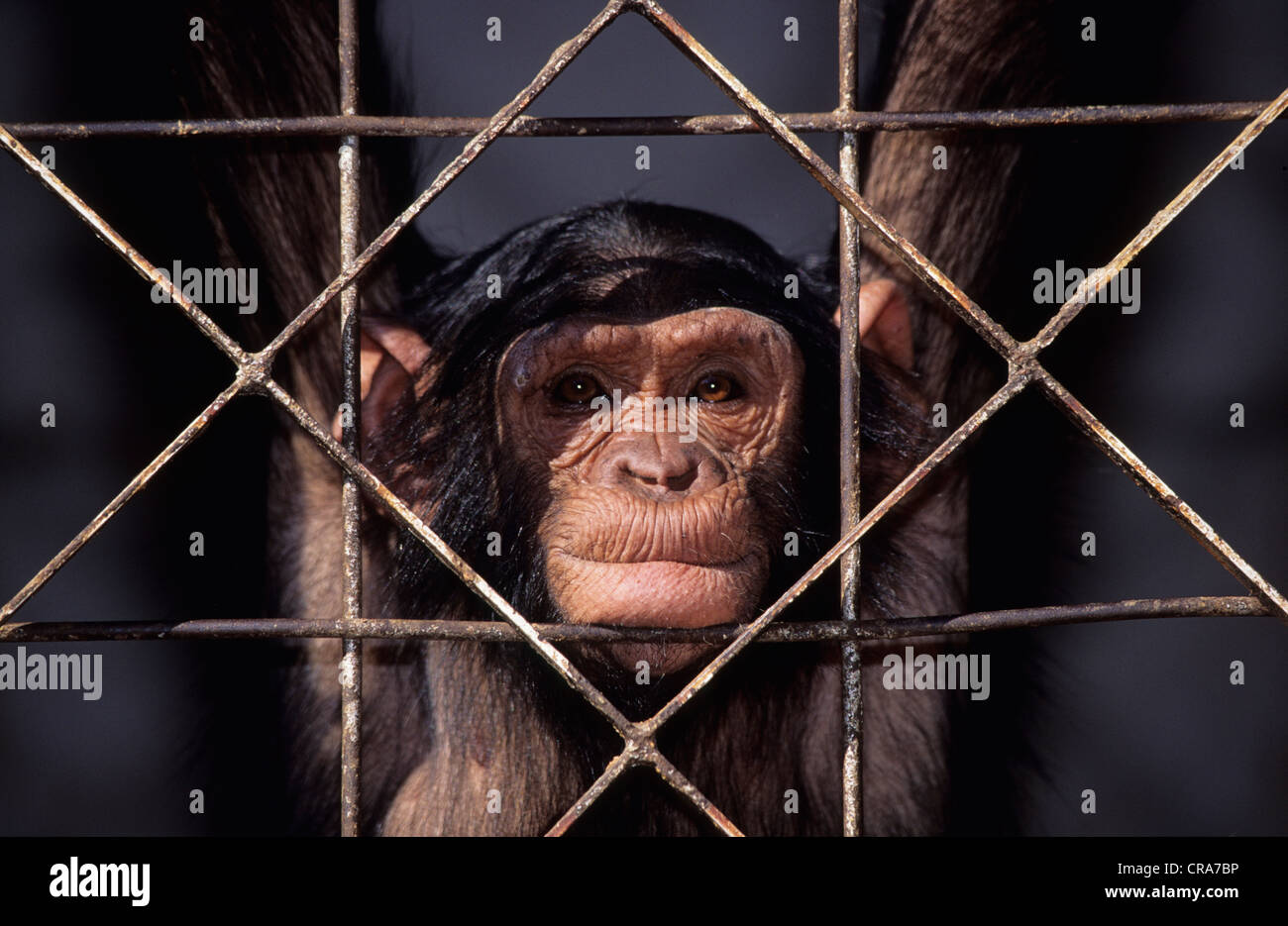 Uno scimpanzé (Pan troglodytes), captive chimp Foto Stock