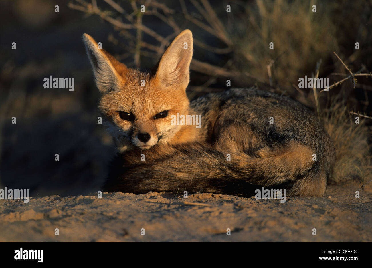 Capo volpe (vulpes vulpes chama), kgalagadi parco transfrontaliero, il Kalahari, Sud Africa e Africa Foto Stock