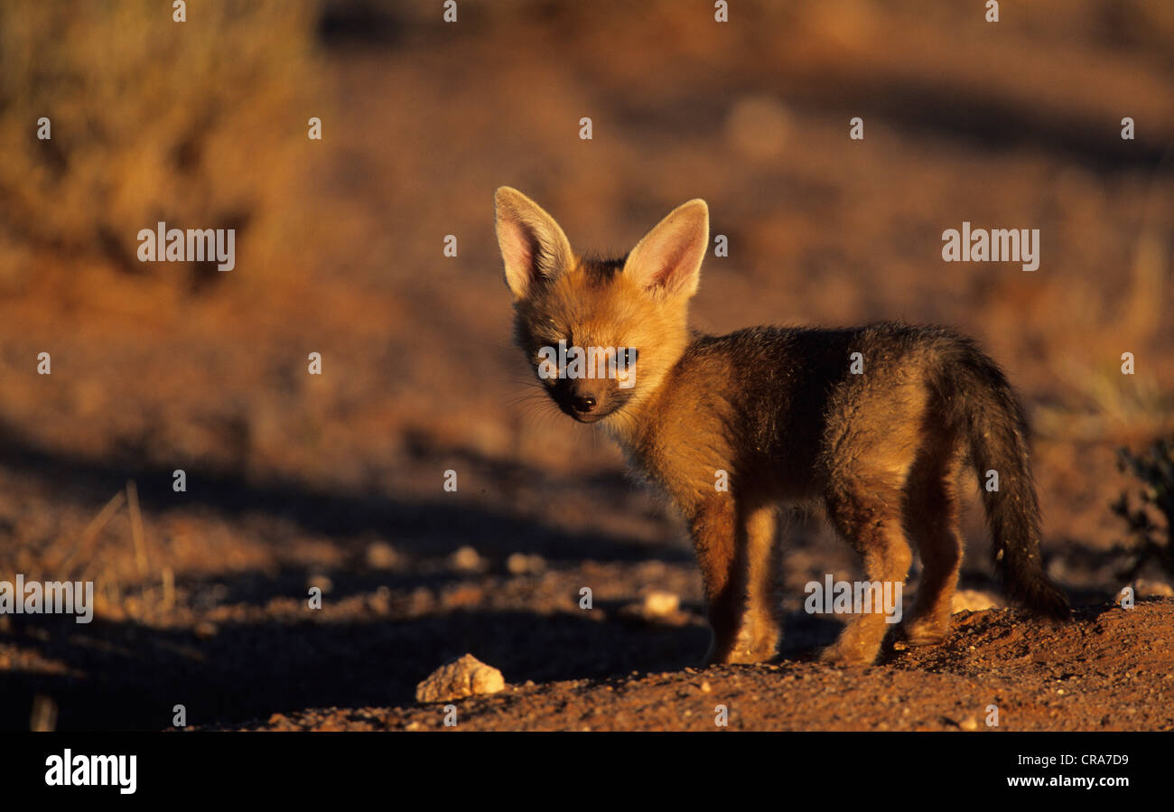 Capo volpe (vulpes vulpes chama), cub kgalagadi parco transfrontaliero, il Kalahari, Sud Africa e Africa Foto Stock