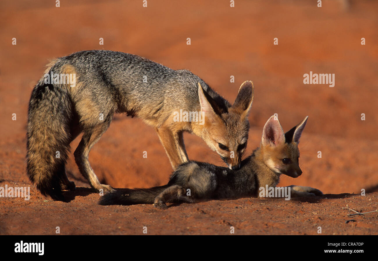 Capo volpe (vulpes vulpes chama), femmina adulto e cub kgalagadi parco transfrontaliero, il Kalahari, Sud Africa e Africa Foto Stock