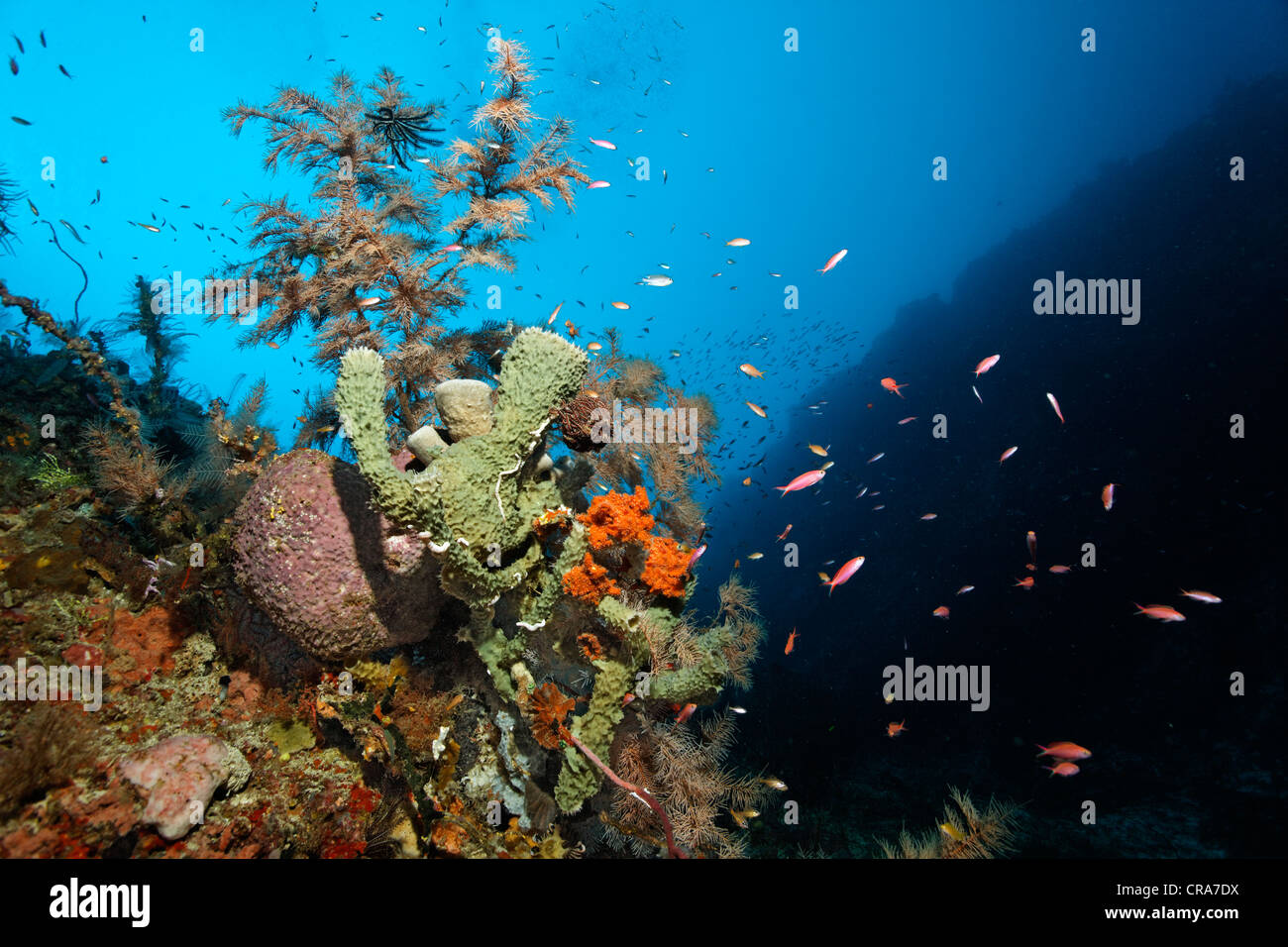 Coral reef parete con diversi di spugne e coralli, della Grande Barriera Corallina, Sito Patrimonio Mondiale dell'UNESCO, , Australia e del Pacifico Foto Stock
