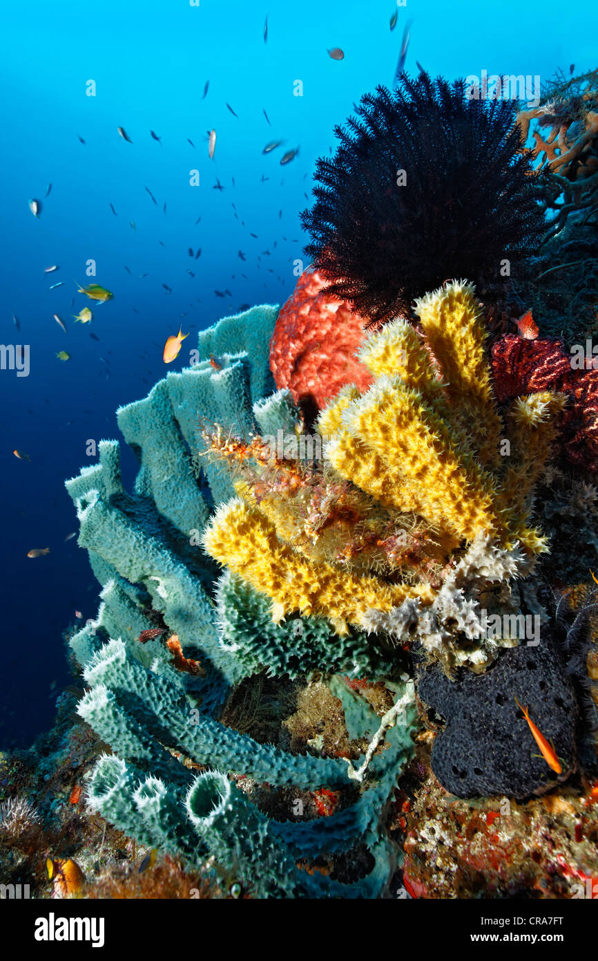 Ripida scogliera di corallo parete con diverse spugne e Piuma star, della Grande Barriera Corallina, Sito Patrimonio Mondiale dell'UNESCO, , Australia Foto Stock
