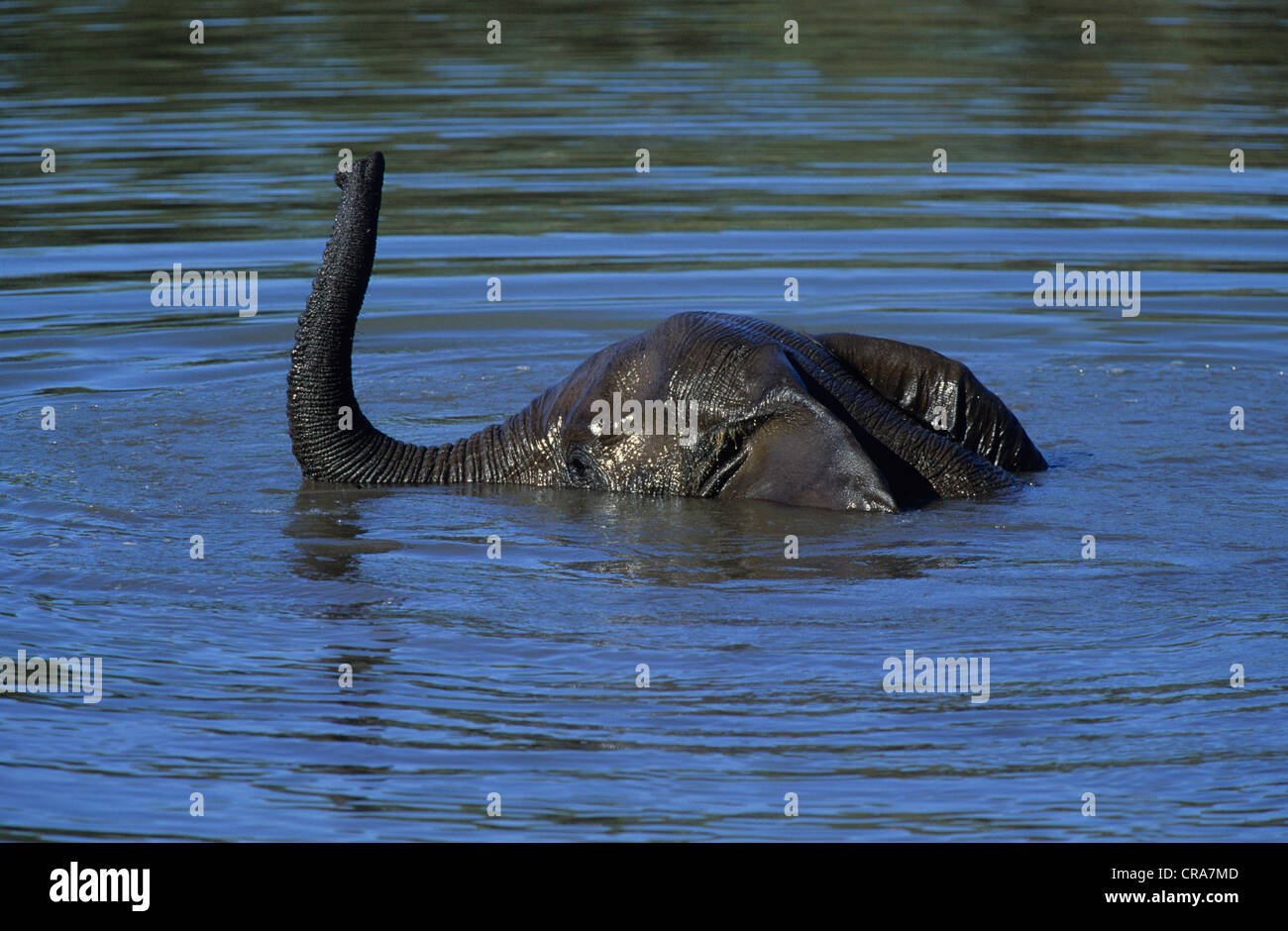Elefante africano (Loxodonta africana), il nuoto, il parco nazionale Kruger, Sud Africa e Africa Foto Stock