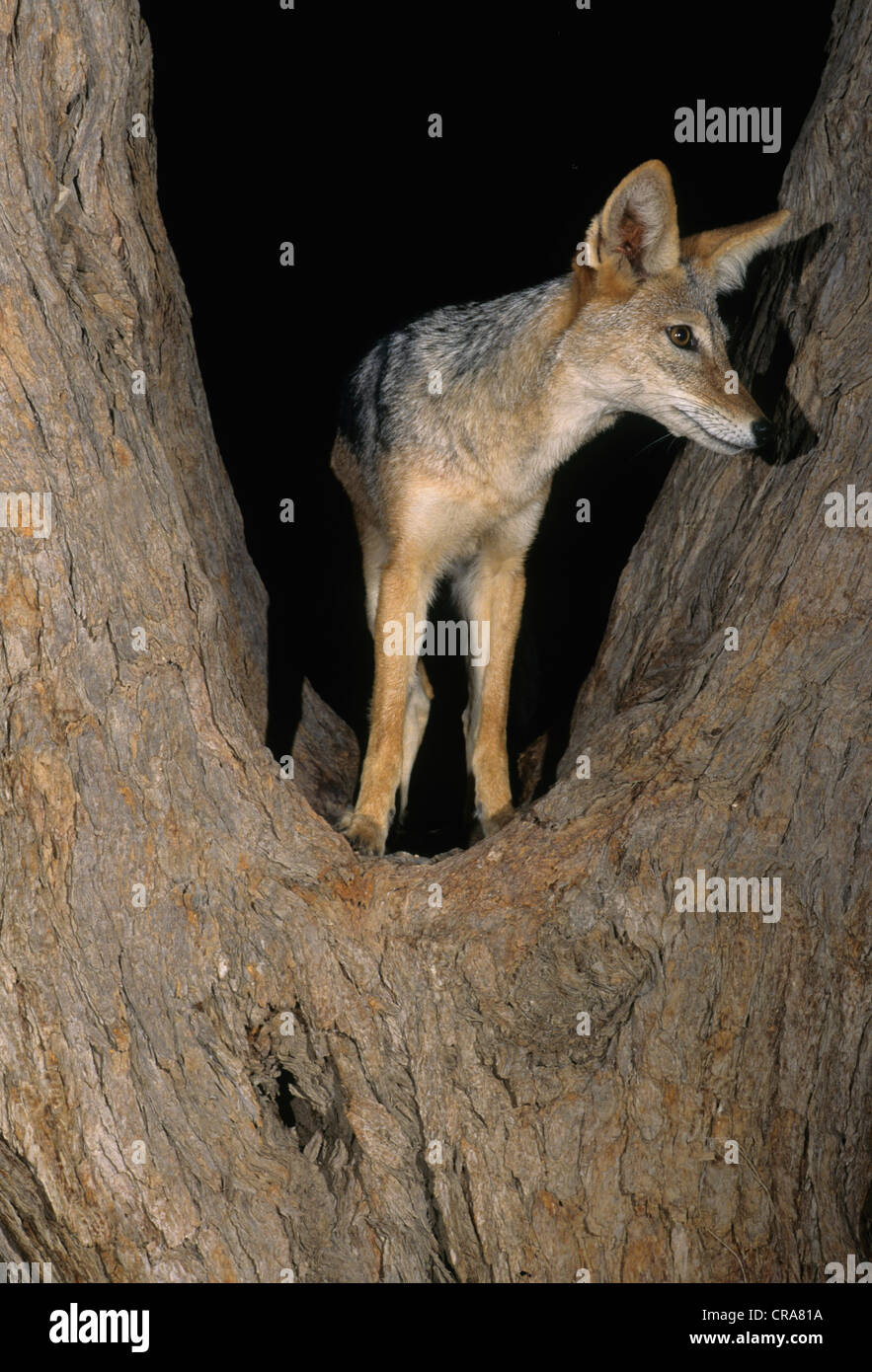 Jackal con dorso nero (Canis mesomelas), arrampicata sull'albero di notte, Kgalagadi Transborder Park, Kalahari, Northern Cape Foto Stock