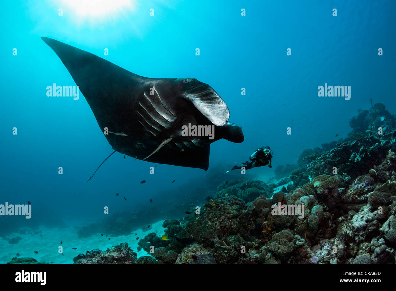 Scuba Diver osservando un nero Manta Ray (Manta birostris) nuoto al di sopra di una barriera corallina, della Grande Barriera Corallina Foto Stock