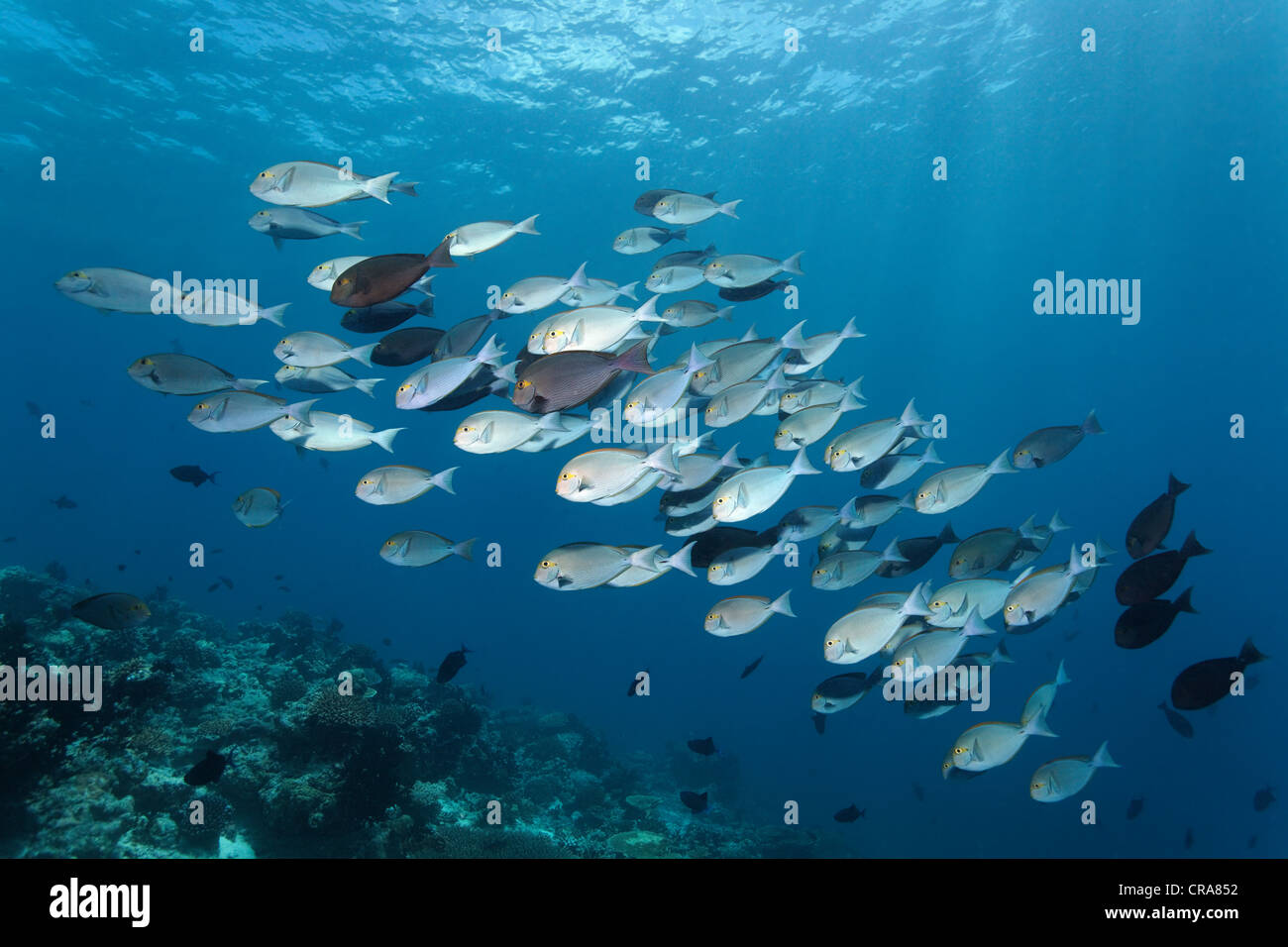 Secca di forma allungata (Surgeonfish Acanthurus mata) nuoto al di sopra di una barriera corallina in acque aperte, Grande Barriera Corallina Foto Stock