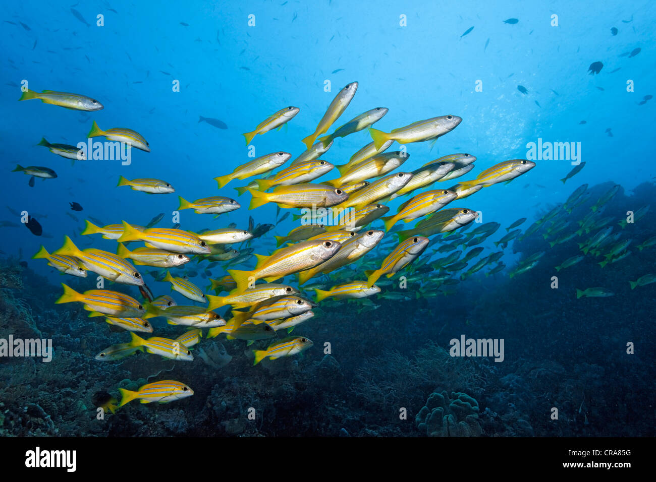 Secca di tonno obeso Lutiani (Lutjanus lutjanus) e comuni Bluestriped Snapper (Lutjanus kasmira), nuoto in acque aperte Foto Stock