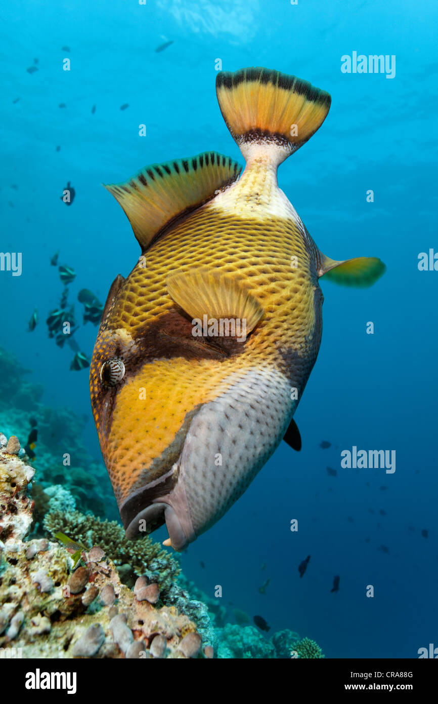 Pesci balestra gigante o Titan Pesci balestra (Balistoides viridescens) alimentazione su una scogliera di corallo, della Grande Barriera Corallina Foto Stock