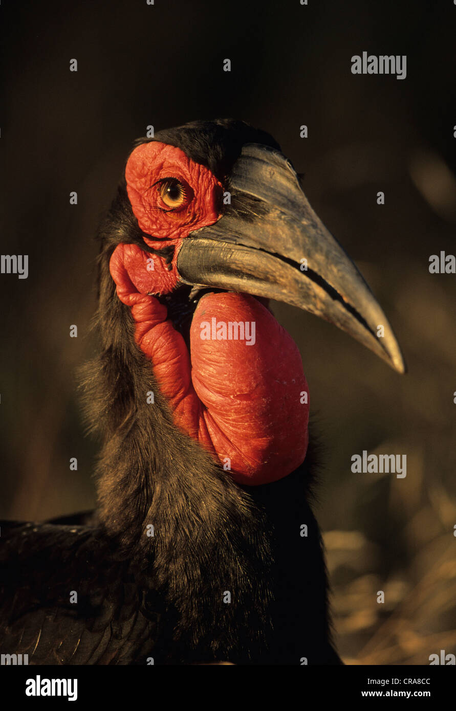 Massa meridionale hornbill (bucorvus leadbeateri), Kruger National Park, Sud Africa e Africa Foto Stock