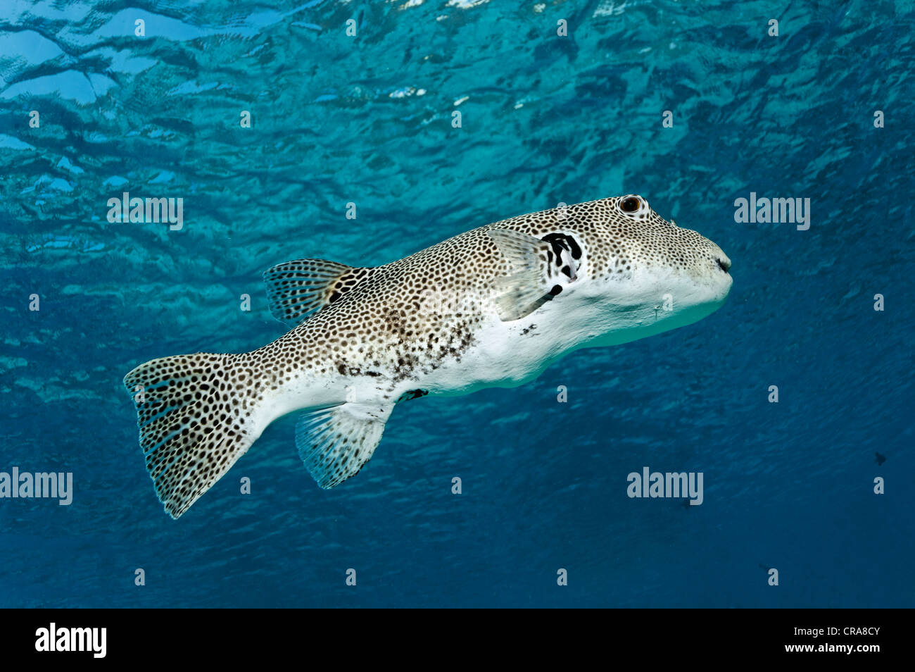 Puffer stellate o stellata (Toadfish Arothron stellatus), nuoto in acque aperte, della Grande Barriera Corallina, Patrimonio Mondiale dell UNESCO Foto Stock