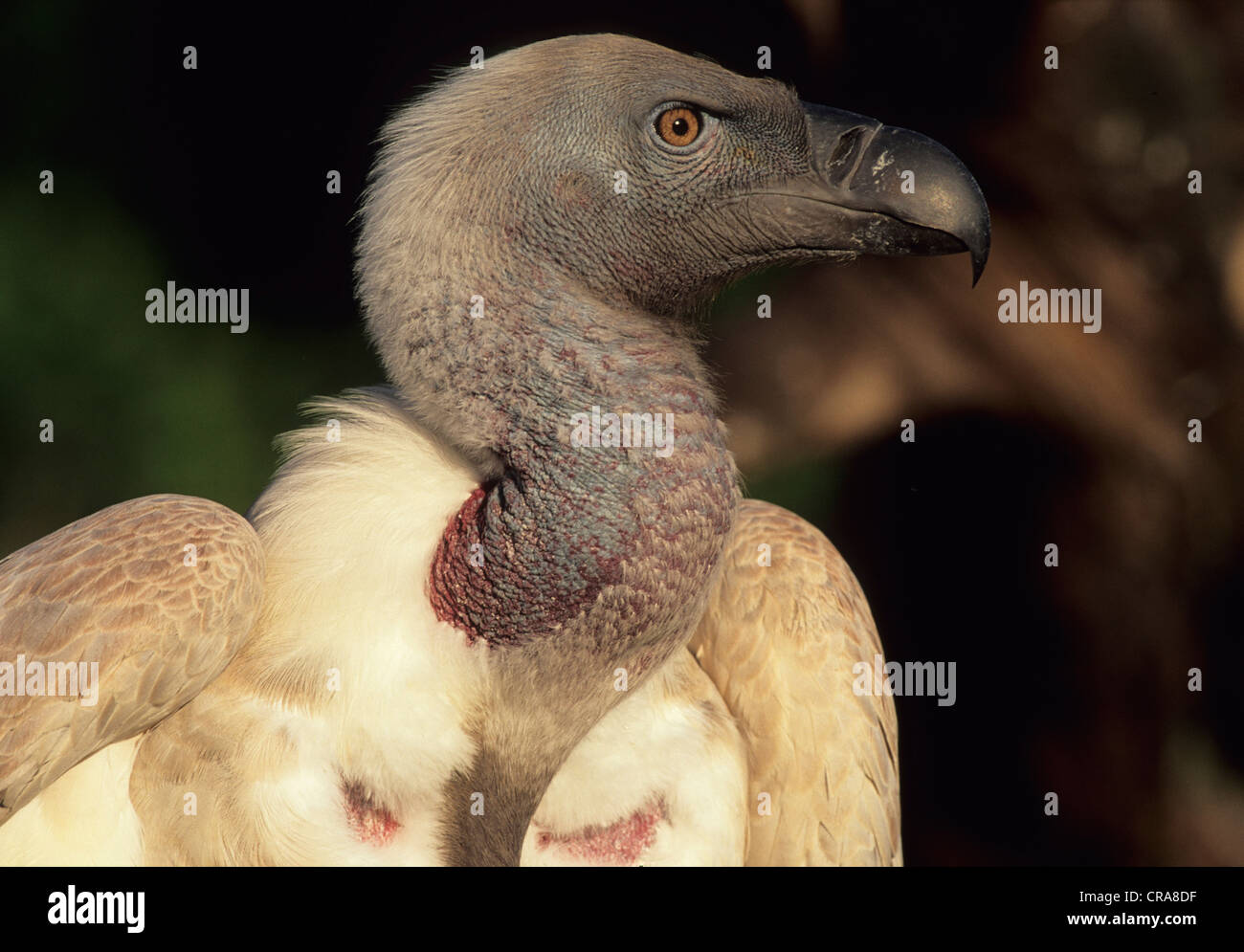 Cape vulture (gyps coprotheres), specie in via di estinzione, kwazulu-natal, Sud Africa e Africa Foto Stock
