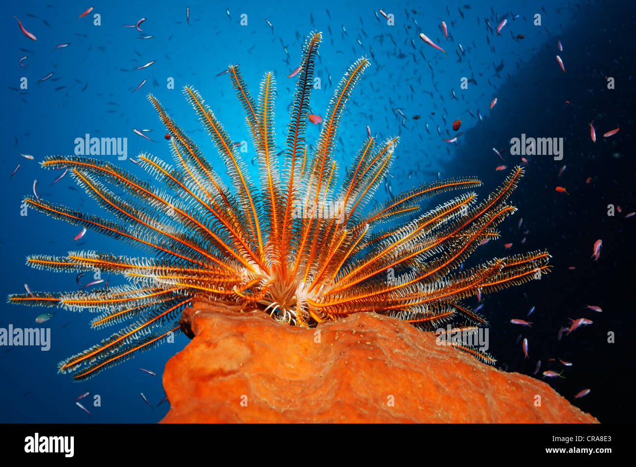 Feather Star (Dichometra flagellata) seduto su una spugna, pesca del plancton con i suoi bracci di piuma, circondato da molti Foto Stock