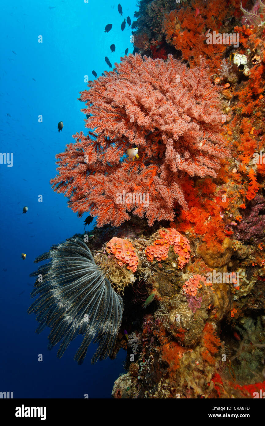 Corallo colorato parete su una barriera corallina con piuma Star (Centrometra bella) e vari coralli molli e coralli di pietra Foto Stock