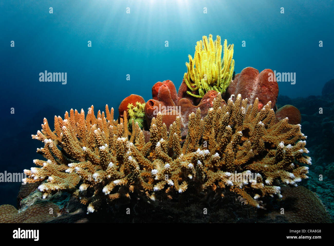 Piuma gialla stella (Centrometra bella) seduto su una spugna e Agropora Corallo, (Agropora sp.), con raggi di sole, della Grande Barriera Corallina Foto Stock
