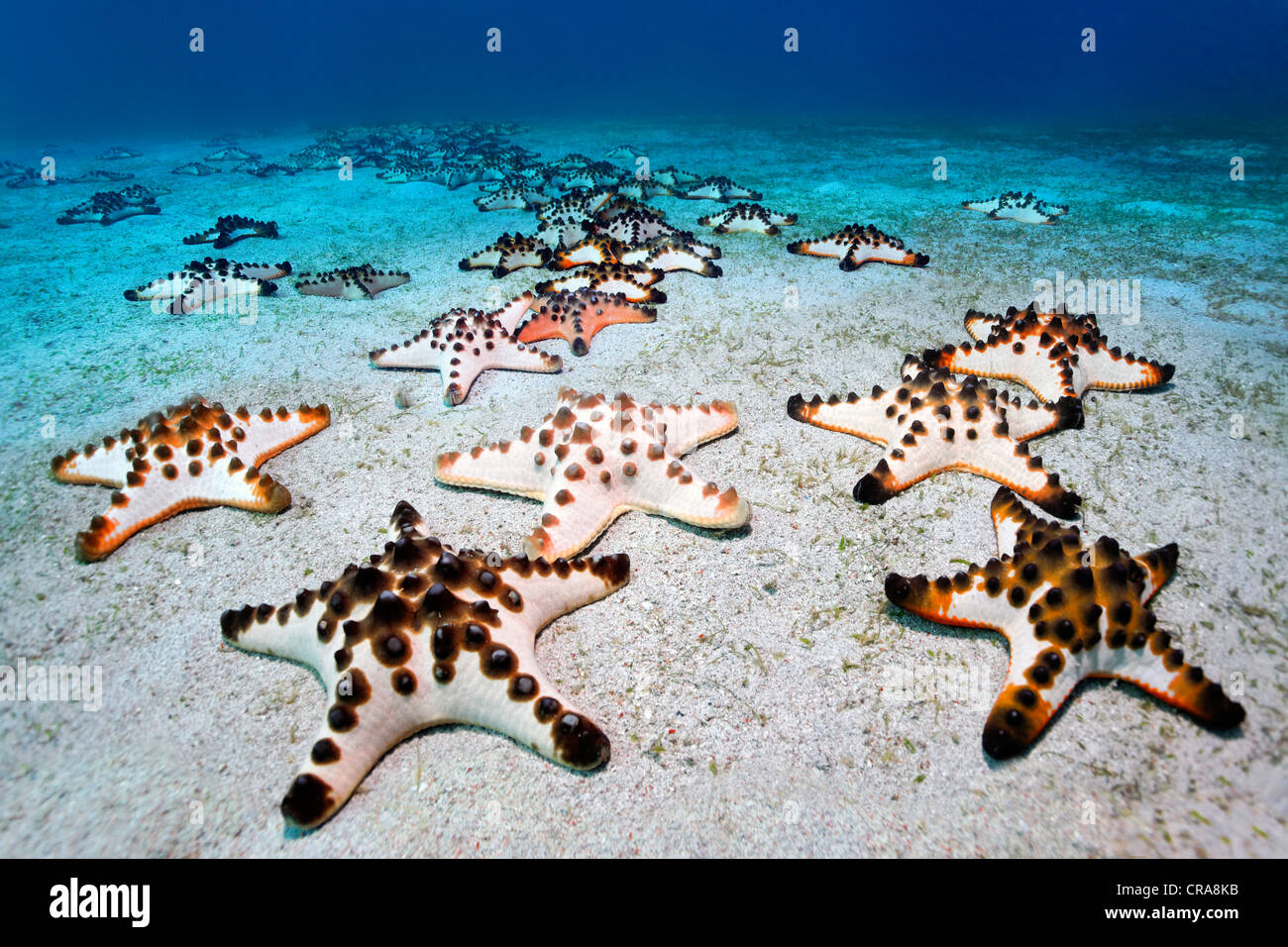 Chocolate Chip Starfish (Protoreaster nodosus) riuniti su un suolo sabbioso, Sabang Beach, Puerto Galera, , Filippine Foto Stock