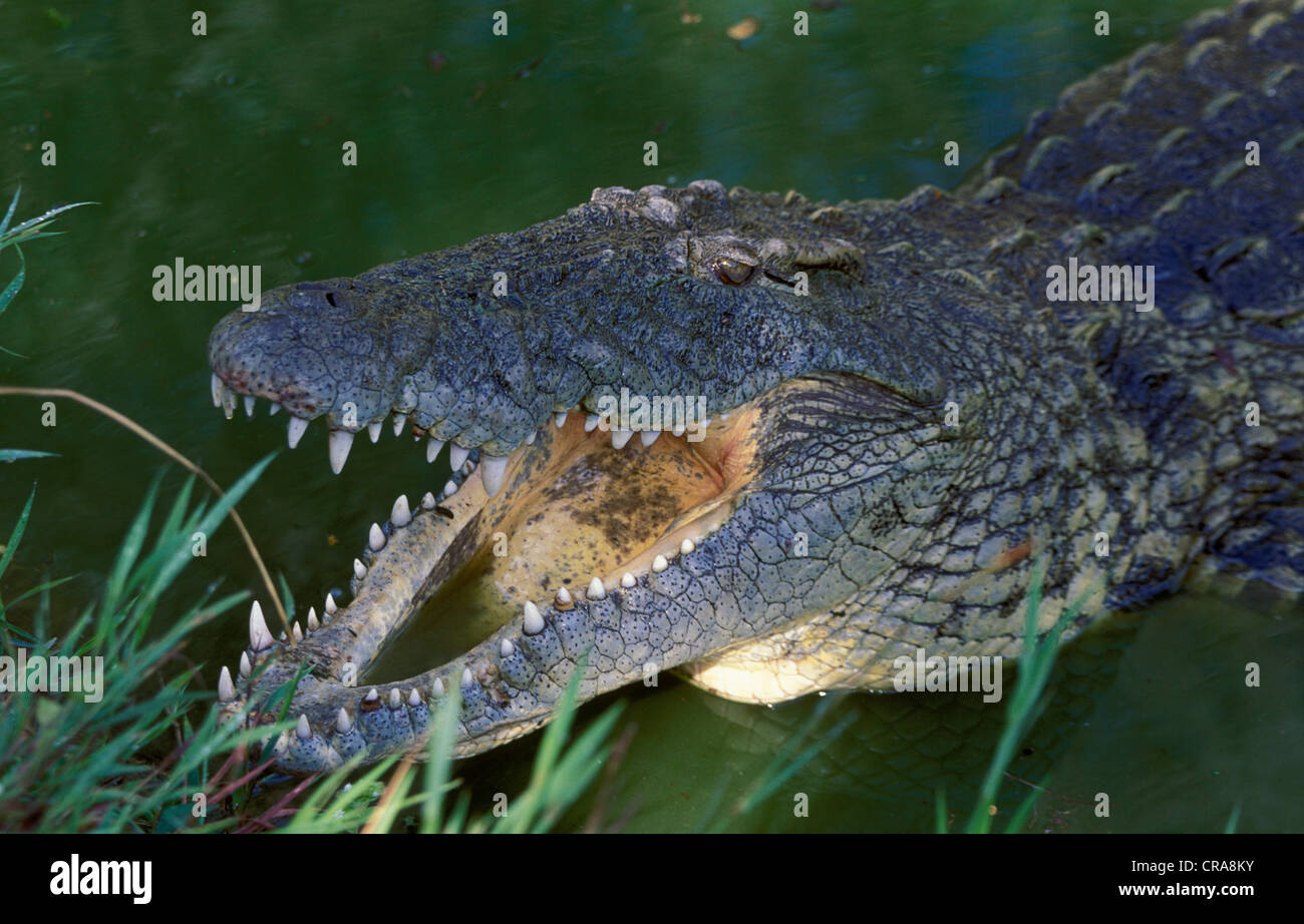 Coccodrillo del Nilo (Crocodylus niloticus), isimangaliso wetland park, kwazulu-natal, Sud Africa e Africa Foto Stock