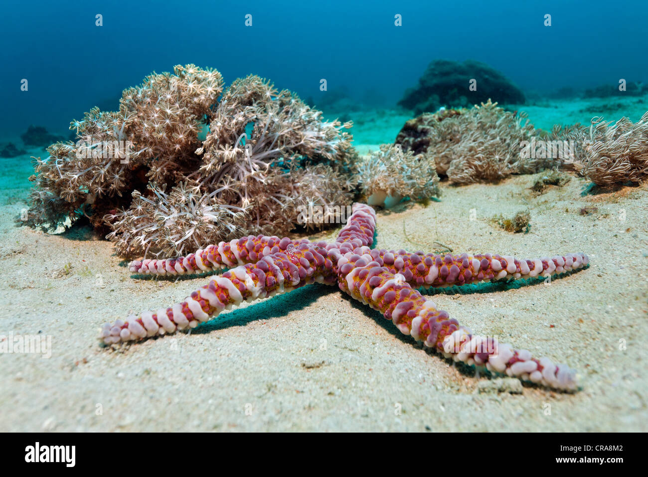 Bolla nastrati Starfish o presenta verrucosa Starfish (Echinaster callosus), Sabang Beach, Puerto Galera, , Filippine, sul Mare della Cina del Sud Foto Stock